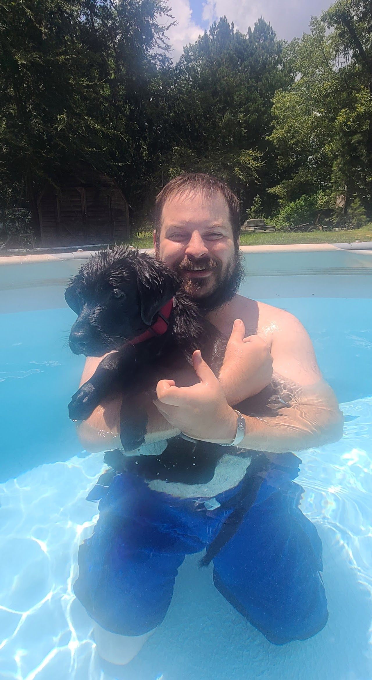 Zulu the black Lab puppy at the pool, not thrilled about swimming